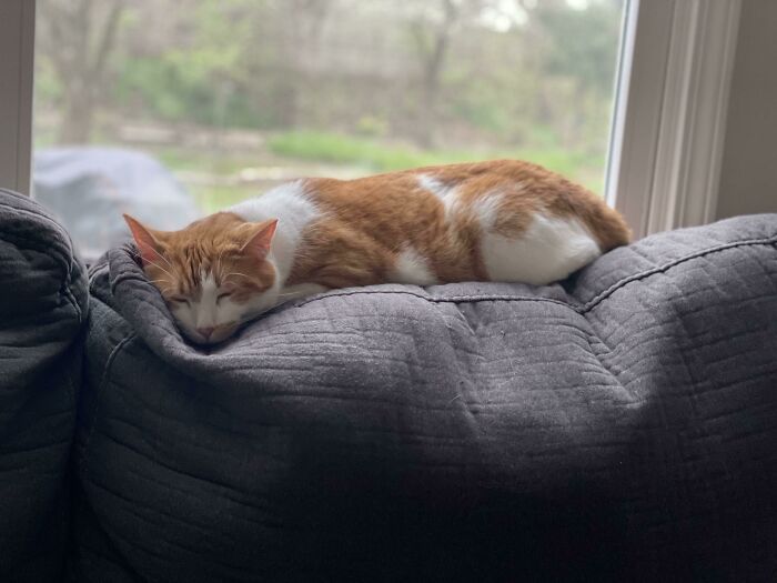 Rescued This Little Boy From The Shelter, He Will Never Have Another Hard Day For The Rest Of His Life