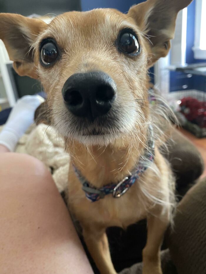 Say Hi To Mr Jones, A Rescue Who Is Scared Of Everyone And Everything Except Me. He’s Attached To My Hip. And Of Course Ntbdbiwdfta. ❤️