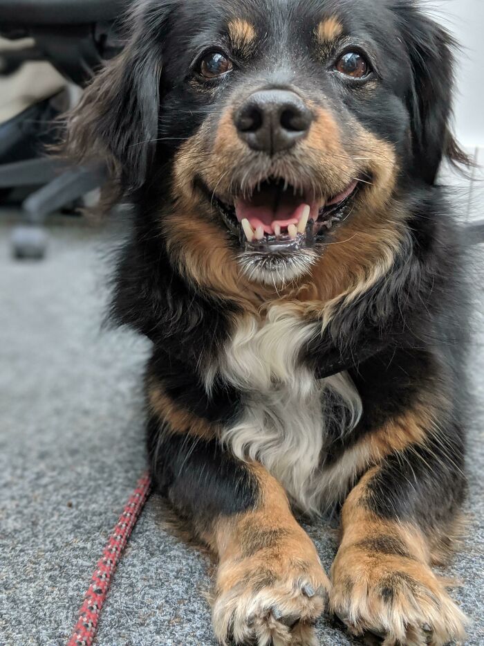 Happy Rescue From Romania