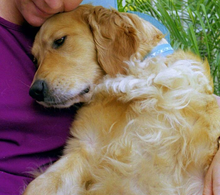 Rescue #4 Katie. The Sweetest Most Mellow Girl. A Family Who Were Moving Didn’t Want Her Anymore And We Got The Call.