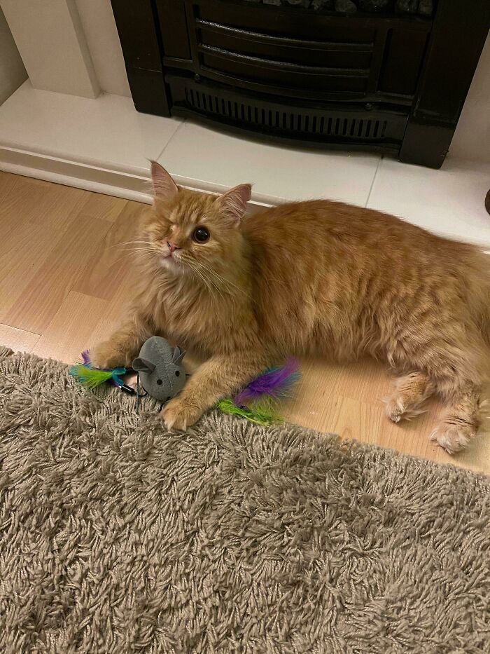 Our Little (One Eyed) Rescue Cat, Rosie!