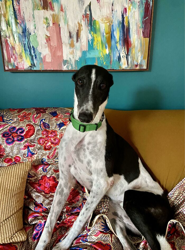 Just Adopted This Guy, Meet Barry.