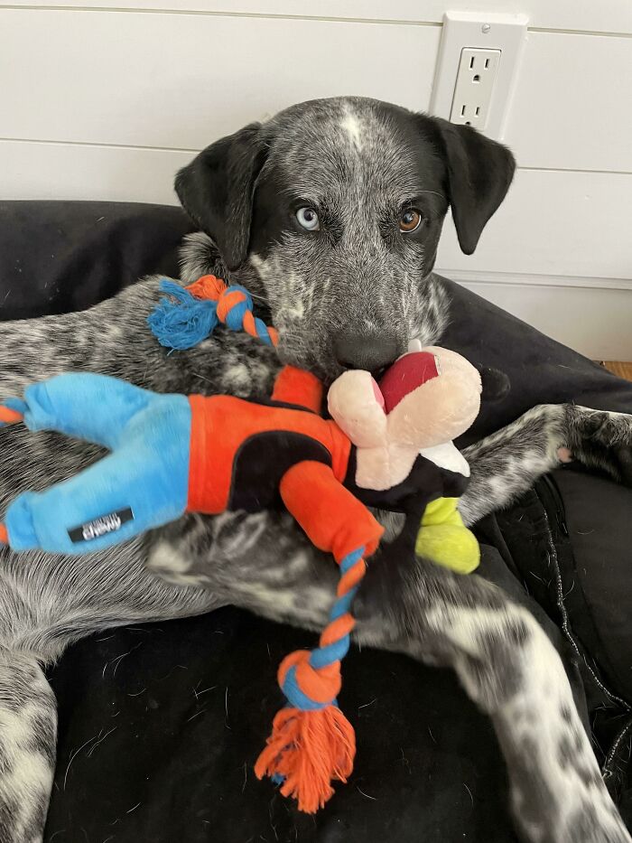 Two Months Ago Mr Baby Here Was Tied To A Tree In Someone’s Backyard… Today We’re In Miami On Vacation. Adopting Him From The Humane Society Was Our Best Decision