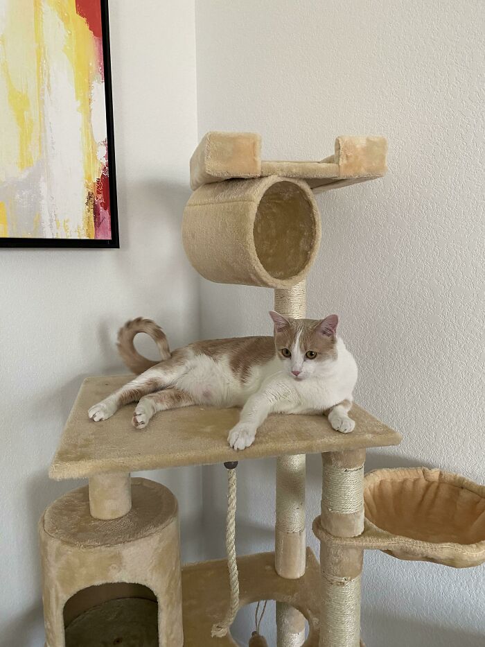 [oc] I've Always Wanted A Cat And Today I Finally Adopted One. Meet Fyn!