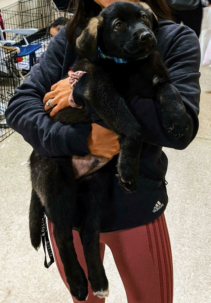 Adopting This Puppy, What Should I Name Him