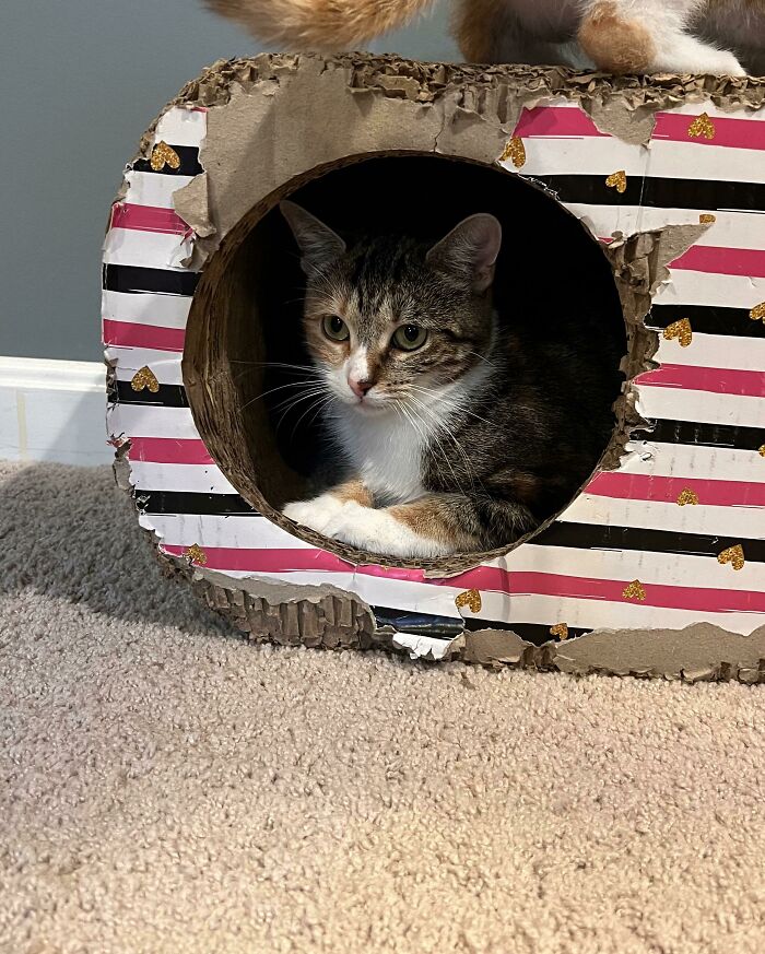 Met This Foster Baby Tonight And We’re Going To Adopt Her! She’s A Tiny 4 Year Old Mama Who Came In As A Stray. Her Kittens Were Just As Cute But We Were Smitten With Mama!