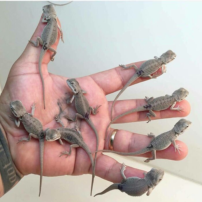 What If I Say Lizards Are Cute