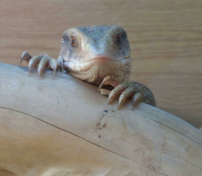 Who Said Lizards Can't Be Cute