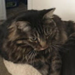 lisaanderson_1 avatar