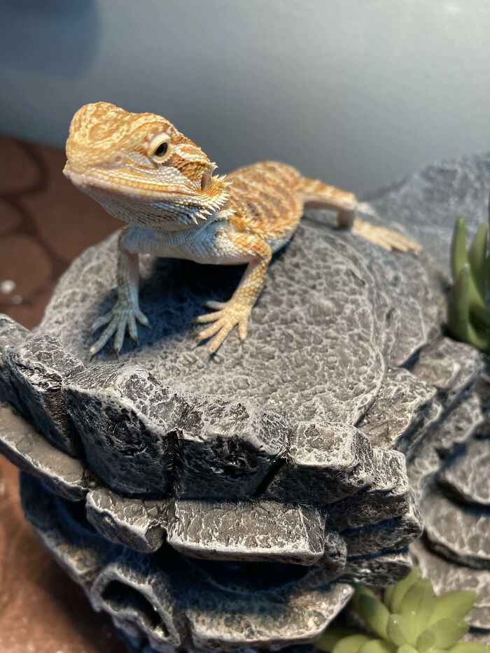 Who Says That Lizards Can't Cute