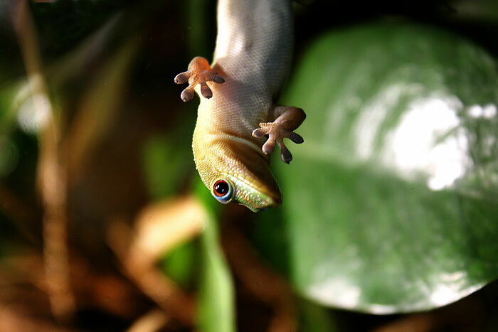 A Cute Lizard Saying Hi