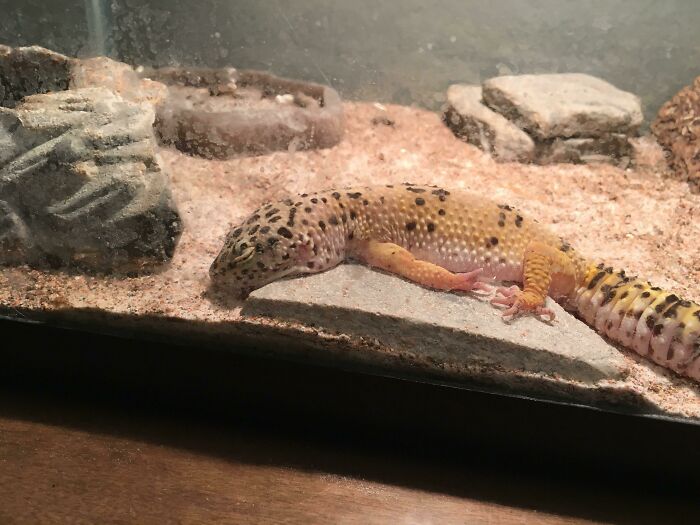 Who Says Lizards Aren’t Cute