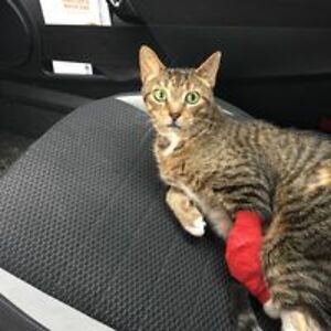 tramway_engineer avatar