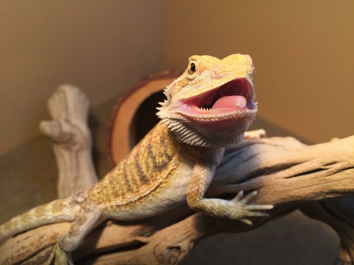 Hopping On The Cute Lizard Bandwagon. Here's Gimli