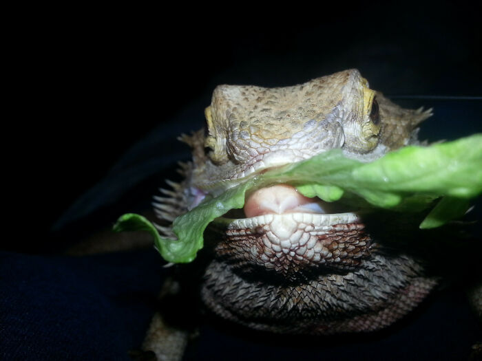 My Dog Is Missing And I Think The Lizard Is Trying To Make Me Feel Better With Weird Lizard Cuteness