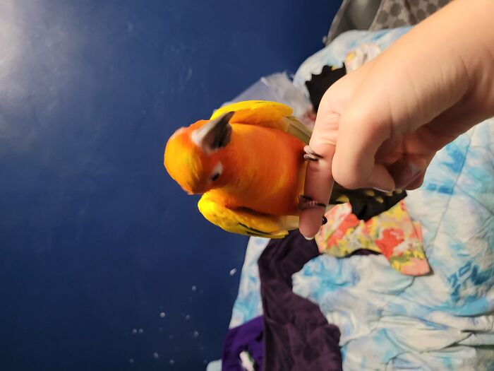 My Bird Taco 🌮