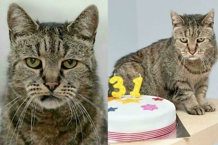Nutmeg, The World's Oldest Cat, Celebrating His 31st Birthday (141 In Human Years)