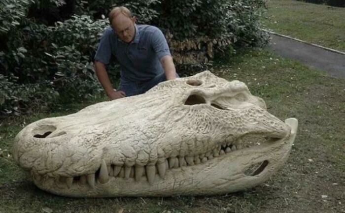 The Skull Of A Purussaurus, One Of The Biggest Crocodiles To Have Ever Lived
