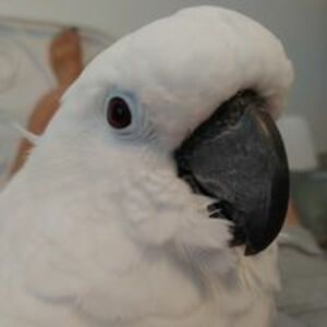 chronicpapercut avatar