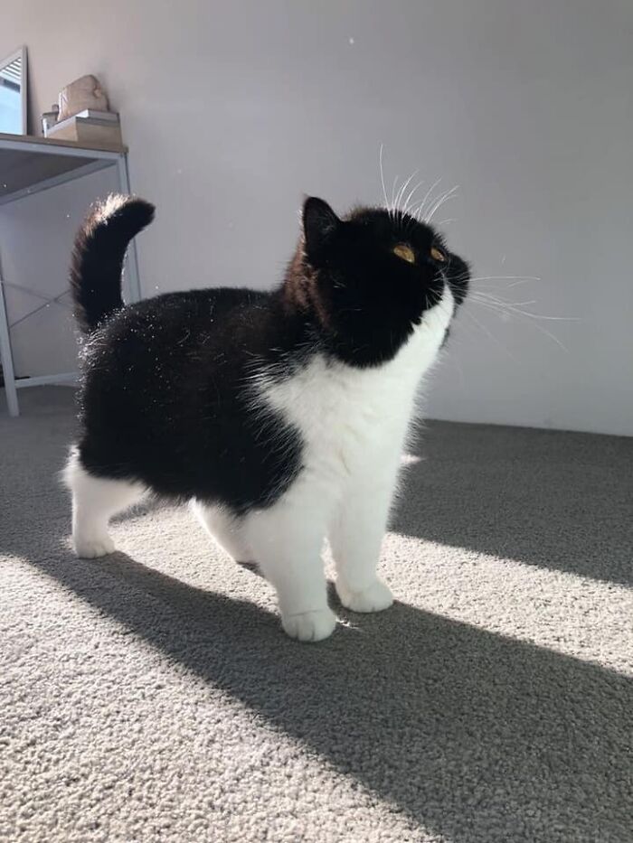 Funny-Pics-Cats-With-Powerful-Auras