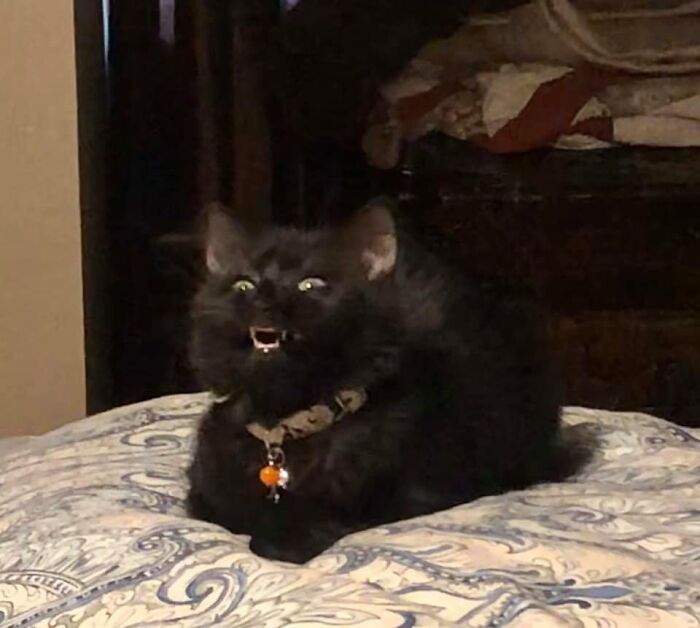 50 Times Cats Had Such ‘Powerful Auras’, Their Owners Just Had To Take A Pic