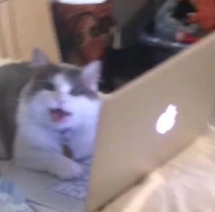 Funny-Pics-Cats-With-Powerful-Auras