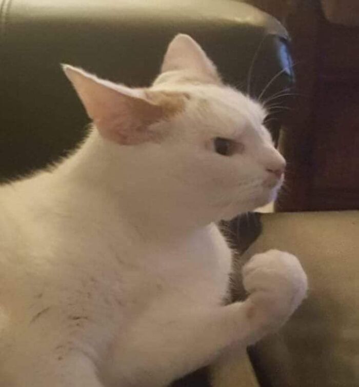 50 Times Cats Had Such ‘Powerful Auras’, Their Owners Just Had To Take A Pic