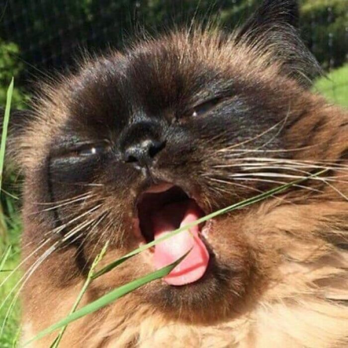 50 Times Cats Had Such ‘Powerful Auras’, Their Owners Just Had To Take A Pic