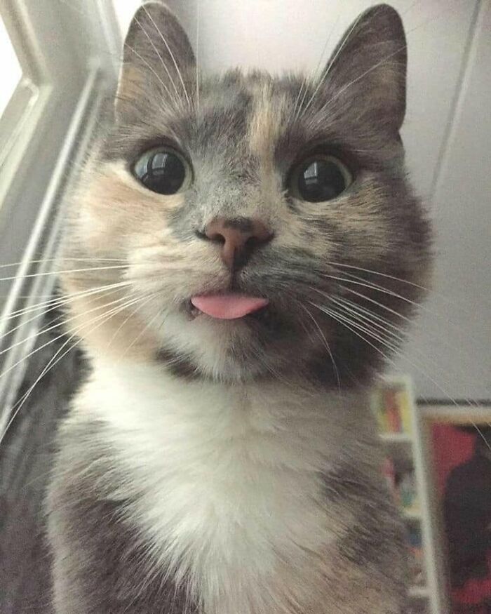 50 Times Cats Had Such ‘Powerful Auras’, Their Owners Just Had To Take A Pic