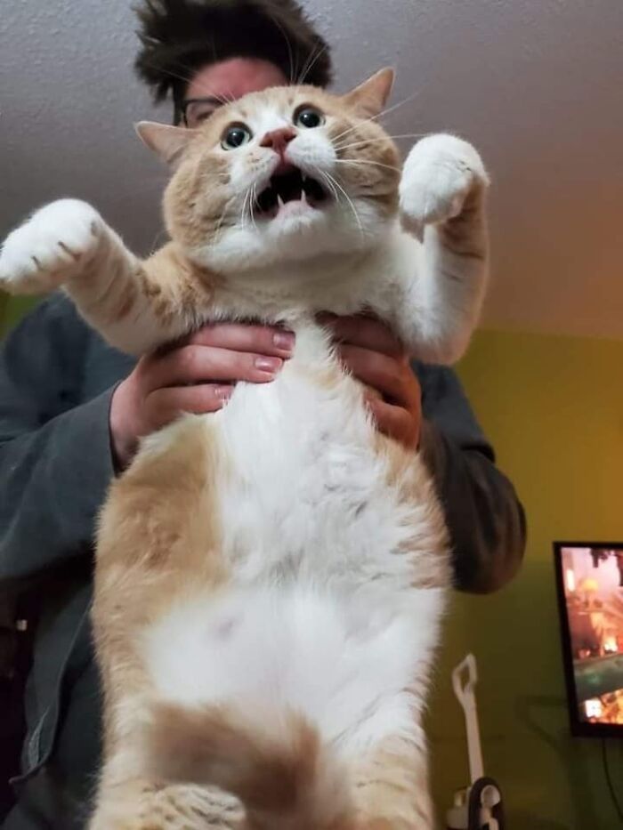 50 Times Cats Had Such ‘Powerful Auras’, Their Owners Just Had To Take A Pic