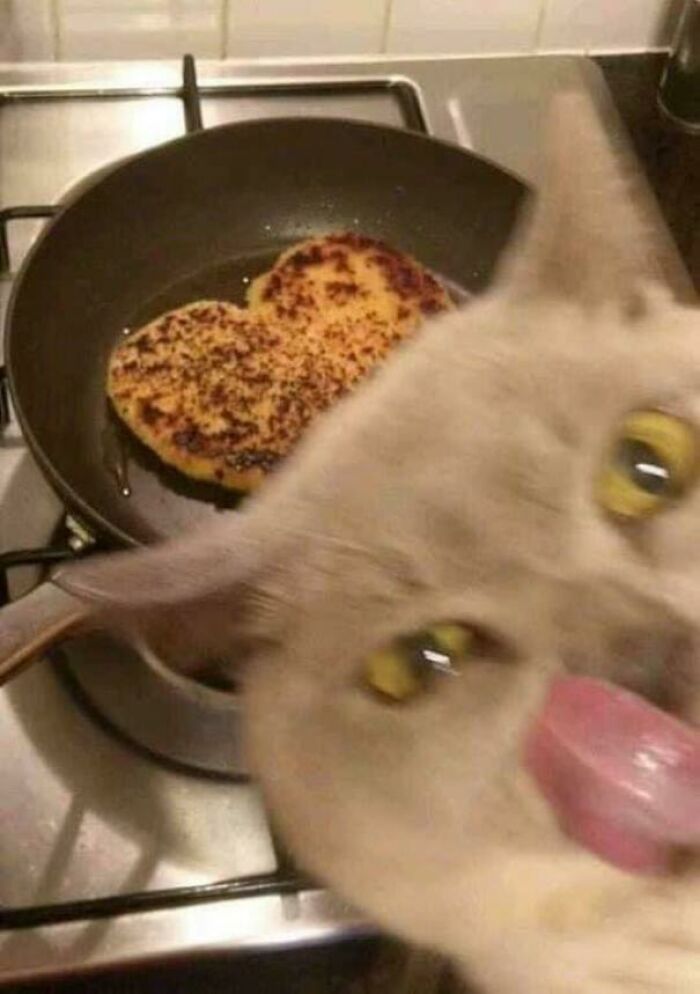 50 Times Cats Had Such ‘Powerful Auras’, Their Owners Just Had To Take A Pic