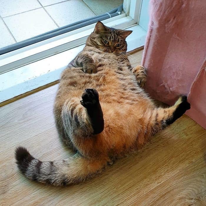 50 Times Cats Had Such ‘Powerful Auras’, Their Owners Just Had To Take A Pic