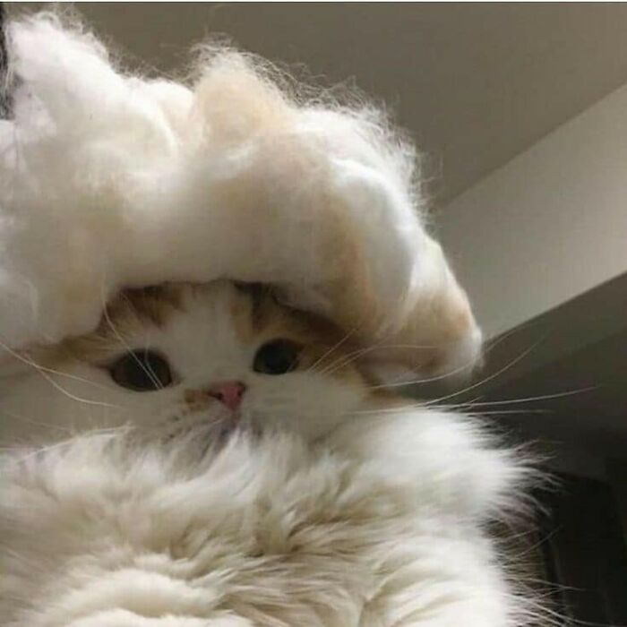 50 Times Cats Had Such ‘Powerful Auras’, Their Owners Just Had To Take A Pic