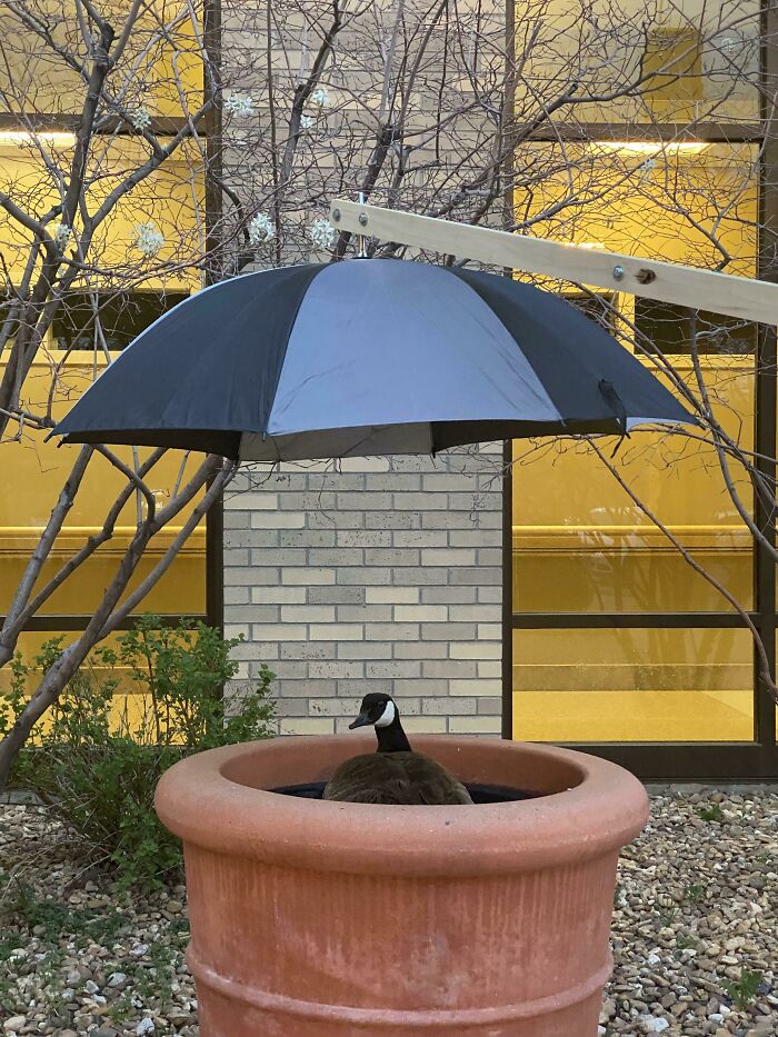 This Goose At My Hospital Laid Eggs And Is Nesting In A Large Planter, One Of Our Maintenance Guys Built This Umbrella For Her And Set Her Up With Nearby Water