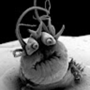 christinathescinerd avatar