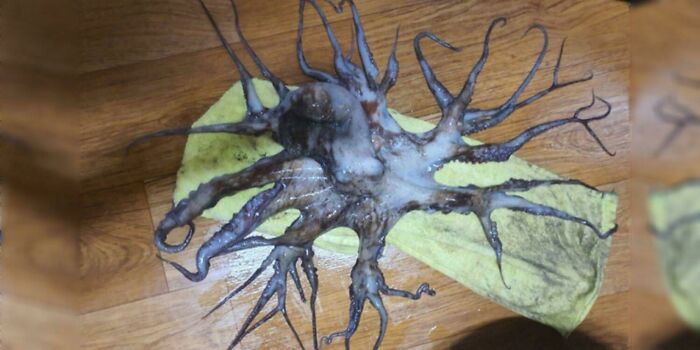 Pulpo con 32 tentáculos