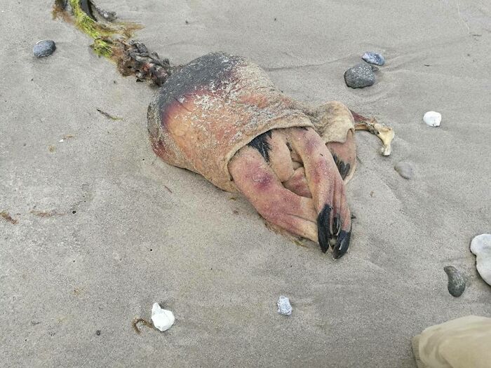 This Thing My Dad Found On The Beach