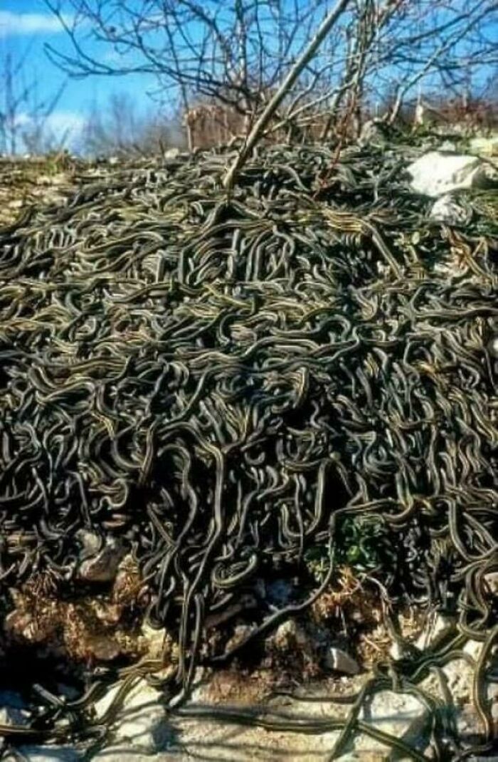 Reunión de culebras apareándose en Manitoba, Canadá