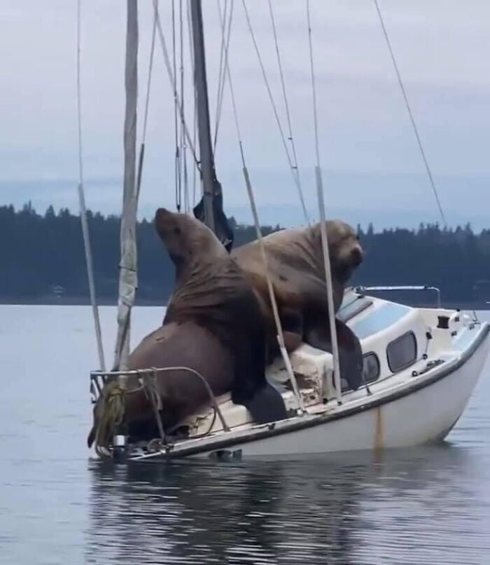 Stellar Sea Lions Can Reach 2,500 Lbs