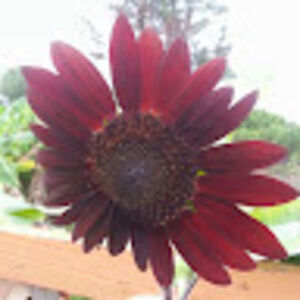 katherinereich avatar