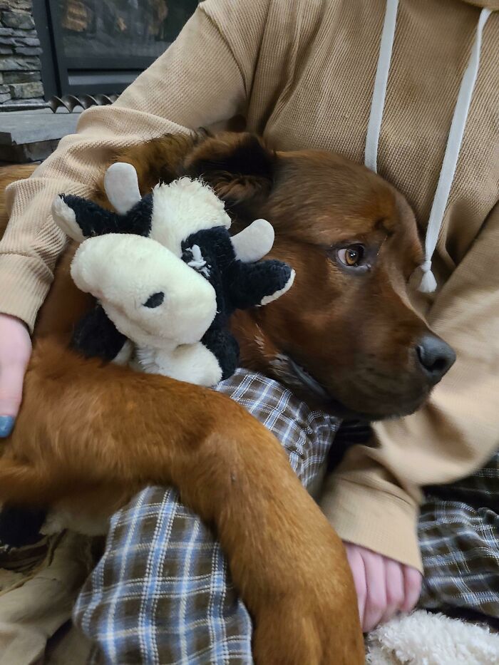 He Love His Moo Moo