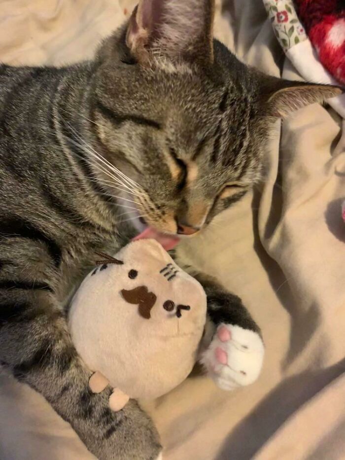 This Is Timmy. Timmy Has Decided That This Is His Son; He Now Carries It Everywhere In His Mouth