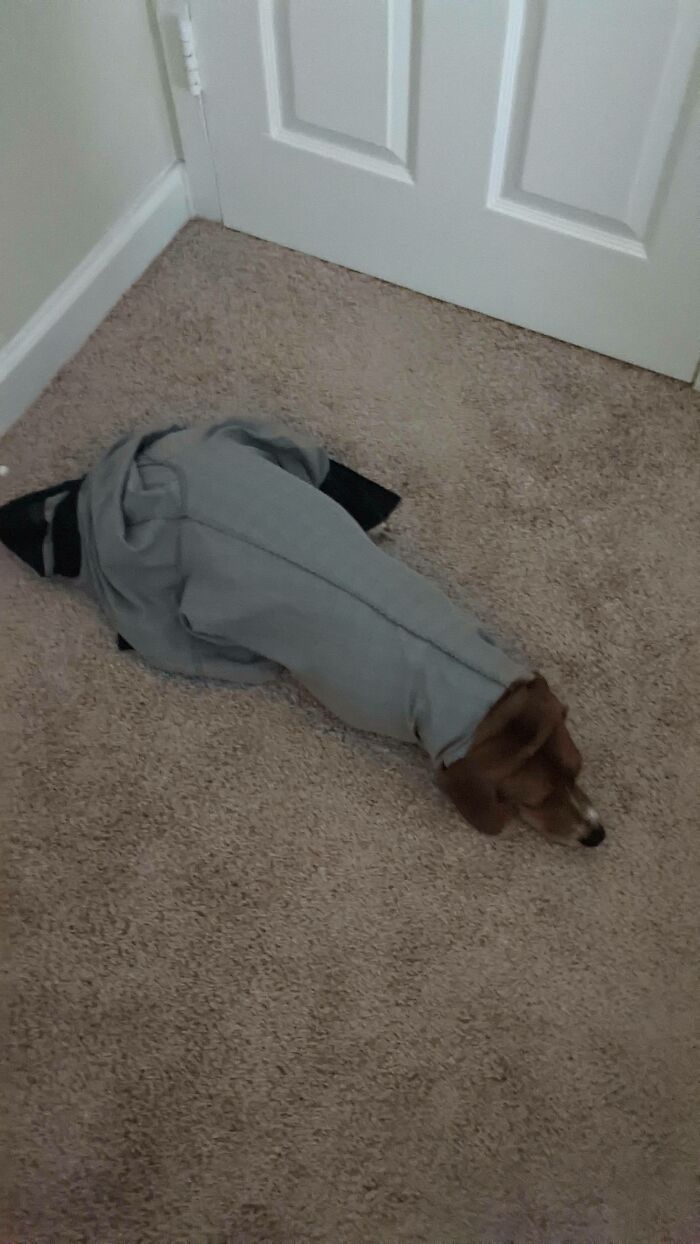 Roper Got Himself Stuck In Some Pants Last Night. We Rescued Him When We Woke Up