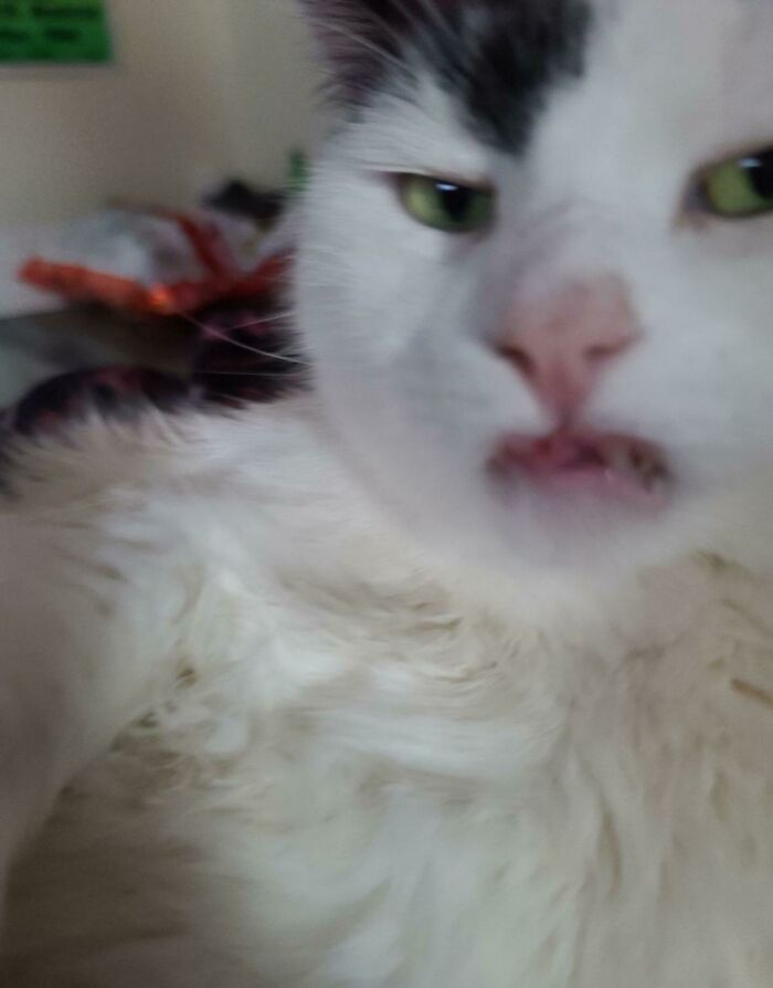 Best Pic Of My Cat To Date