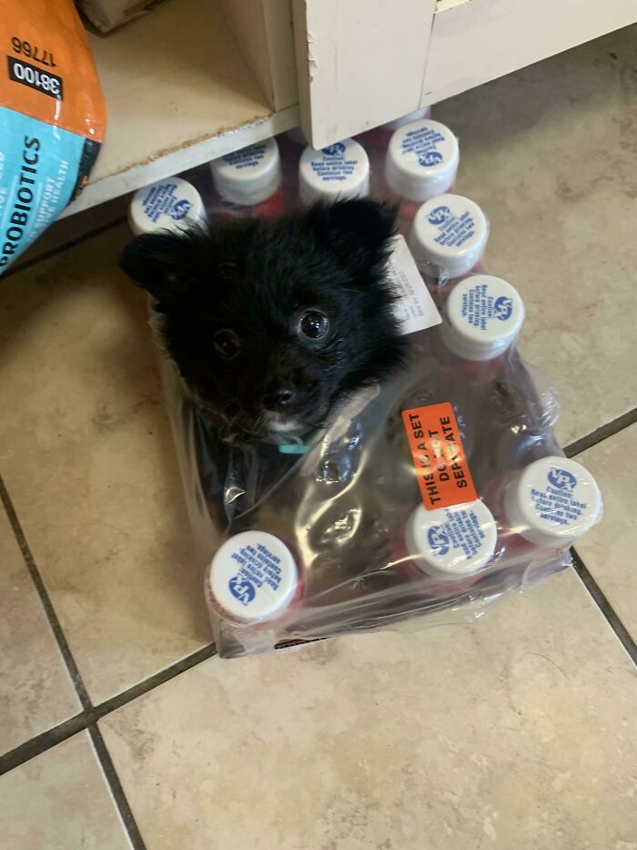 Couldnt Find My Dog For A Solid 15 Minutes- Found Her Like This