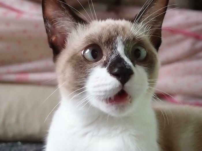 Huh? Photo By Hiroaki Kawasue