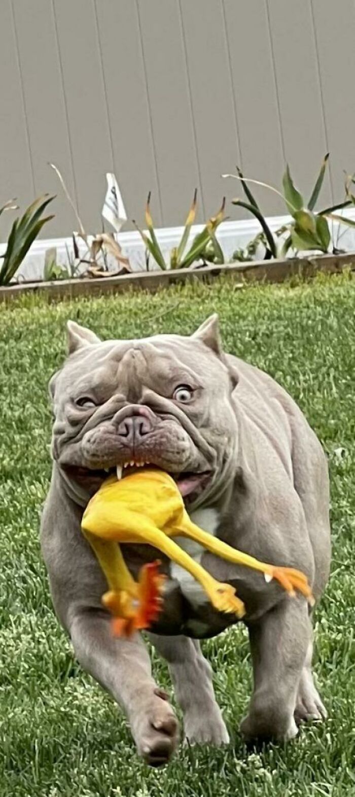 Mom I Got The Chicken