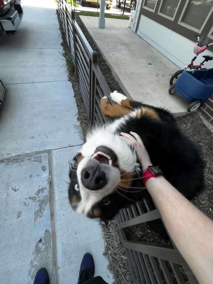 Met This Goofball At My Apartment Complex