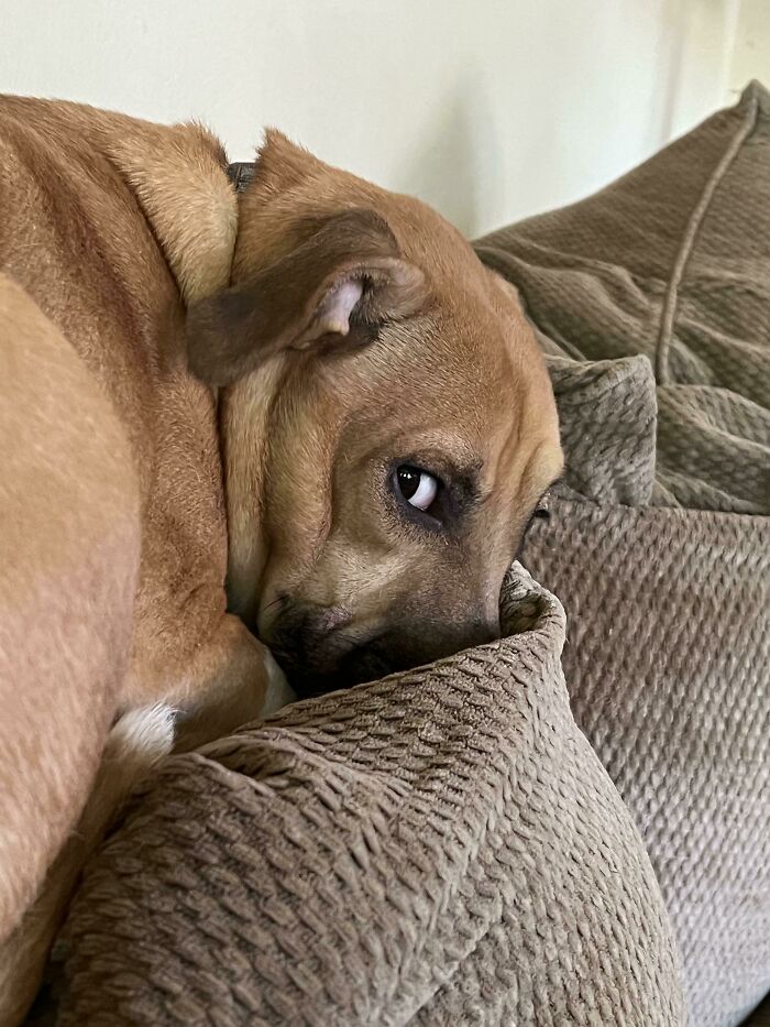 I’m Pet Sitting. He’s Obviously Telling Me There’s Something I Haven’t Discovered Yet…