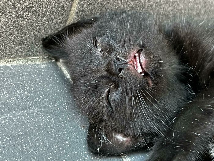 My Kitten Fell Asleep Like This. I Thought He Was Dead Until I Saw His Chest Moving